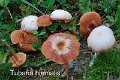 Tubaria hiemalis-amf1906